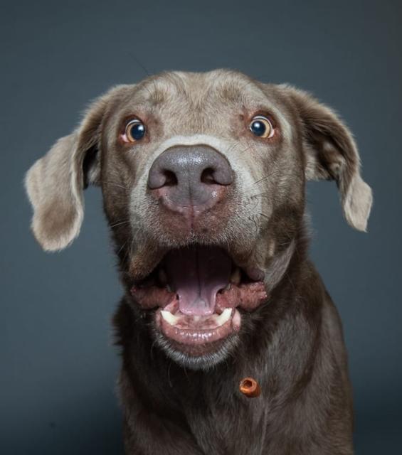 8 Jahre alter Rüde Enzo | Foto: Irene Trenz