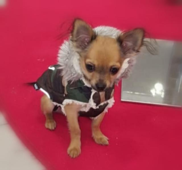 Dieser kleine Kerl hört auf den Namen Balu | Foto: Rene Spitzhüttl