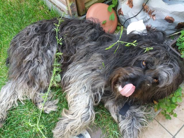 Frida | Foto: Markus Dangl