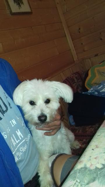 Cico auf dem Schoß seines Herrchens | Foto: Markus Schieder