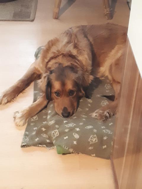 Baghira ganz müde | Foto: Manuela Sulzer