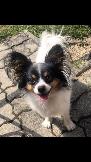 Die Papillon-Dame Hachi | Foto: Melanie Huber