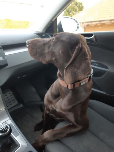 Gina auf großer Fahrt | Foto: Bettina Hierstand