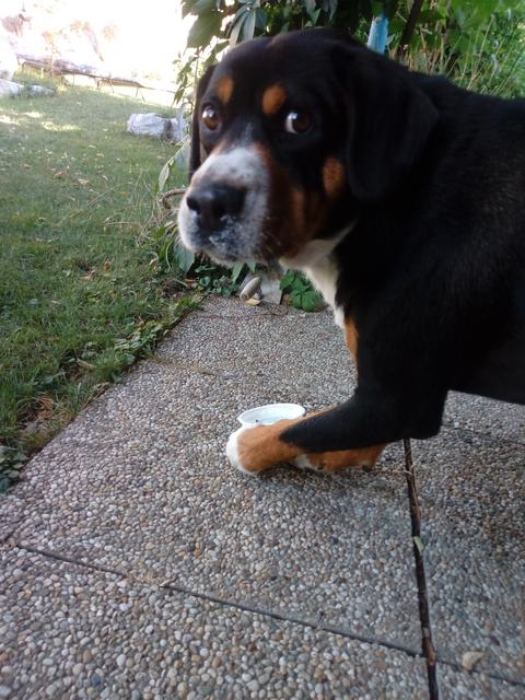 Ertappt: der kleine Klausi beim Ausschlecken eines Joghurtbechers erwischt | Foto: Iris Krill