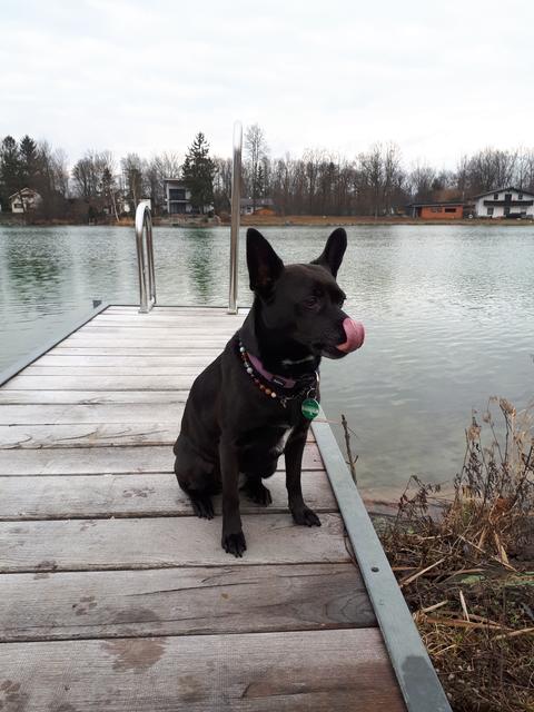 Zwergpincher Amy beim See | Foto: Birgit Leimhofer