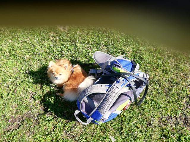 Quinny mit großer Last | Foto: Ingeborg Erber