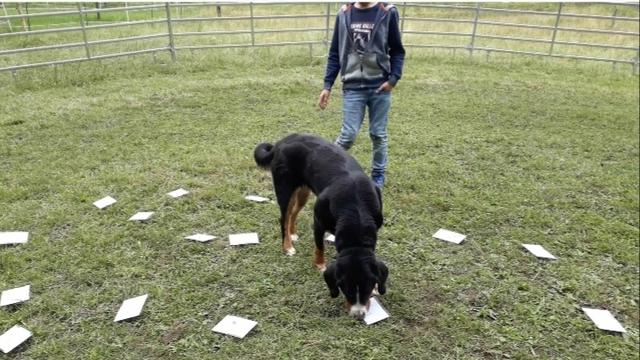 Luna beim Spurenlesen | Foto: Tanja Kößl