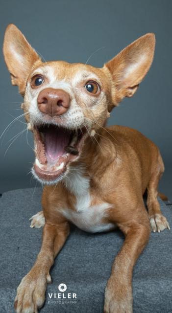 8 Monate alte Hundedame Joanna | Foto: Irene Trenz