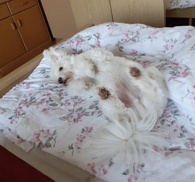 Cico auf dem Rücken | Foto: Markus Schieder