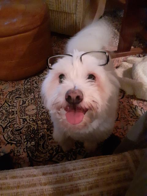 Cico mit Brille | Foto: Markus Schieder