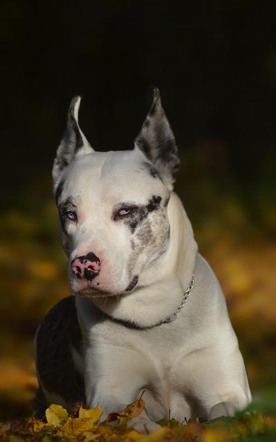 Joker - ein Catahoula Leopard Dog Mix - ist fast 1,5 Jahre alt. | Foto: Yvonne Chelsea