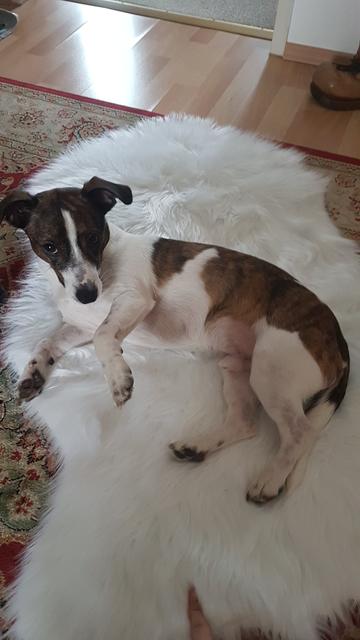 Timmy ganz entspannt seit er von seiner Familie vor der Tötungsstation gerettet wurde | Foto: Vanessa Sosna