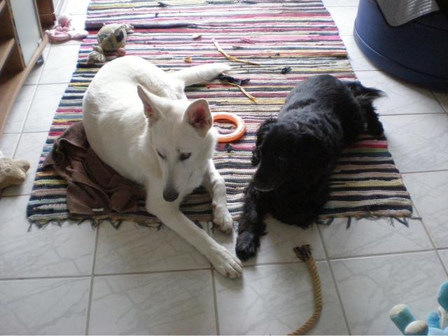 Sindy &amp; Shila mit ihren Spielsachen | Foto: Gabriele Struck