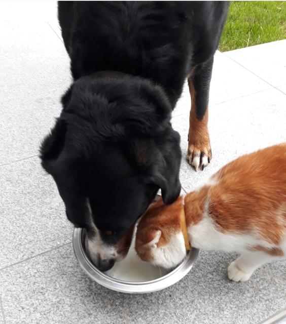 Luna und sein Freund der Kater teilen ihre Milch | Foto: Tanja Kößl