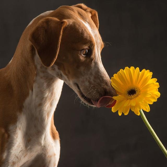 Noah bei einem Fotoshooting | Foto: © Paul Croes