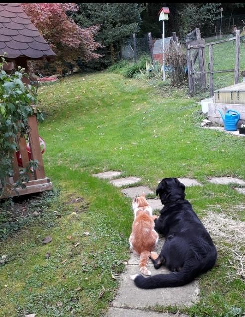 Luna mit Kater im Garten | Foto: Tanja Kößl