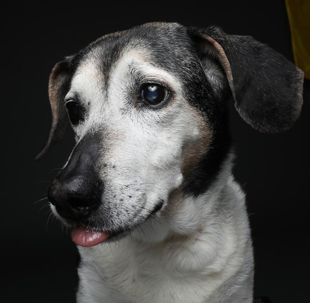 16 Jahre alte Hündin Jana aus Griechenland | Foto: Irene Trenz