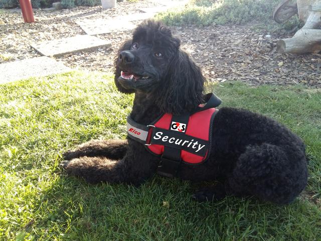 Der Security-Hund Rico | Foto: Franz Rakovsky