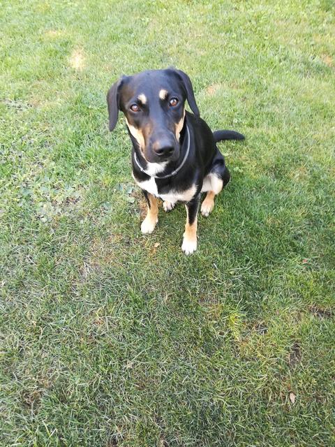 Shila auf dem Hundeabrichteplatz | Foto: Sabine Schüller