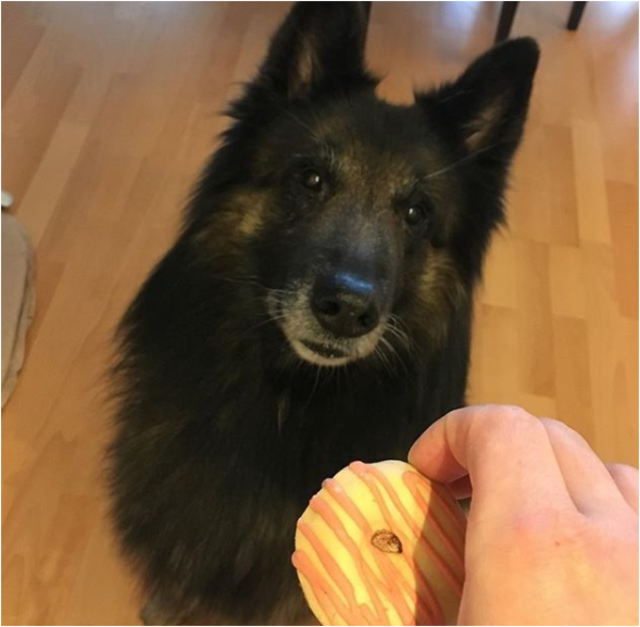 Nero mit einem Leckerli | Foto: Michaela Steininger