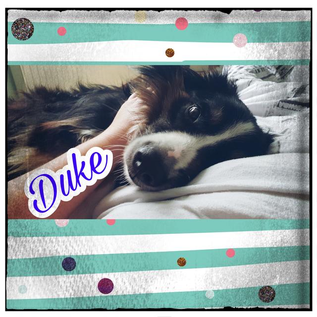 Duke | Foto: Monika Dauböck