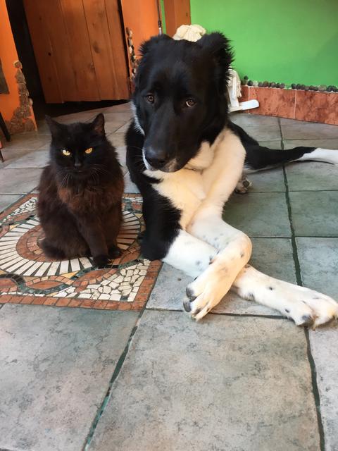 Dascha mit seiner Katzen-Freundin Bärli | Foto: Elfie Höller