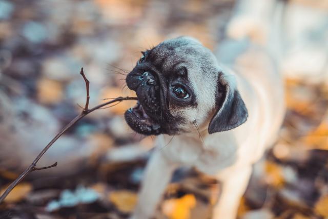 Die kleine Luna bei einem Ausflug in den Wald | Foto: Jacqueline Echl