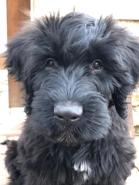 Der kleine Briard Santos ist jetzt 14 Wochen alt | Foto: Sonja Kratky