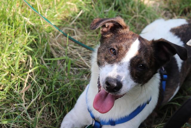 Timmy im Gras | Foto: Vanessa Sosna