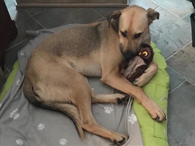 Der griechische Straßenhund Melios beim Kuscheln mit seiner Lieblings-Eule | Foto: Jutta Siegl