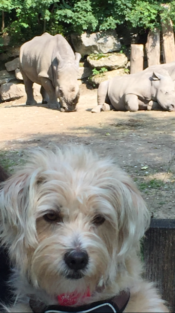 Toffee bei einem Ausflug in den Zoo | Foto: Samara Hausberger