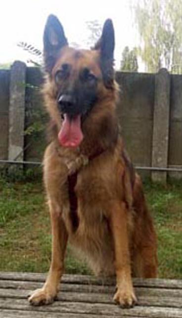 Der belgische Schäfermischling, Ronni, wird bald 7 Jahre alt | Foto: Erni Nast-Nekam