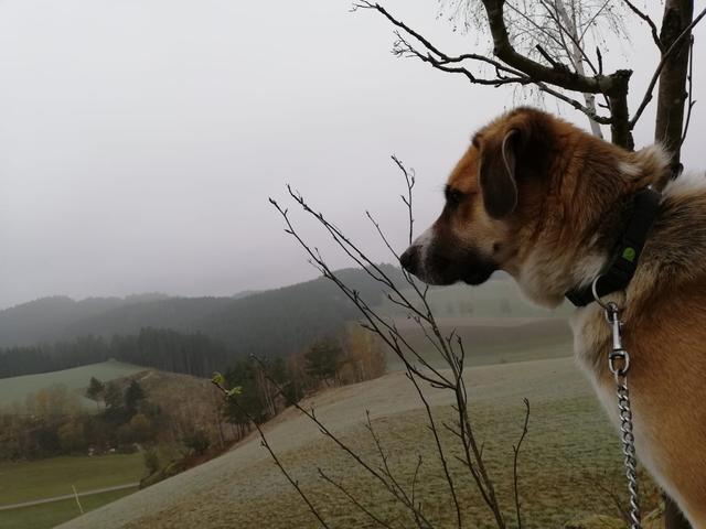 Mein Hund Charly genießt auch den schönen Ausblick beim Sparziergang | Foto: Richard Fichtinger