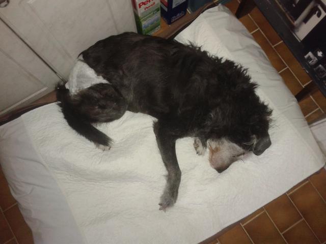 Mizzie mit einer Windel | Foto: Christoph Auner