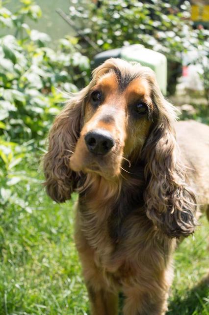 Dieser flauschige Vierbeiner hört auf den Namen "Raffi" | Foto: Gerhard Moser