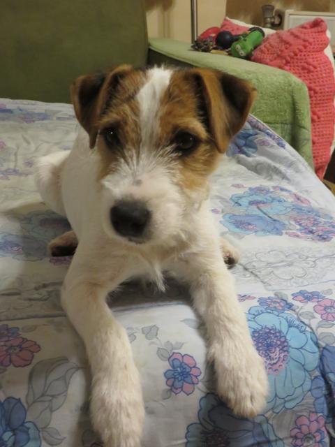 Der kleine Ciero | Foto: Margaretha Hofbauer