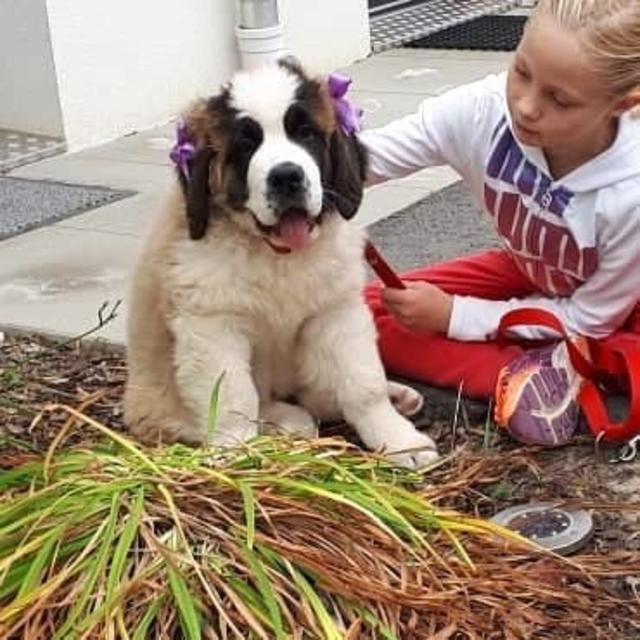 Luise hat ein großes Herz und viel Geduld mit ihrem Frauchen | Foto: Melinda Medvegy