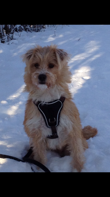 Toffee im Schnee | Foto: Samara Hausberger