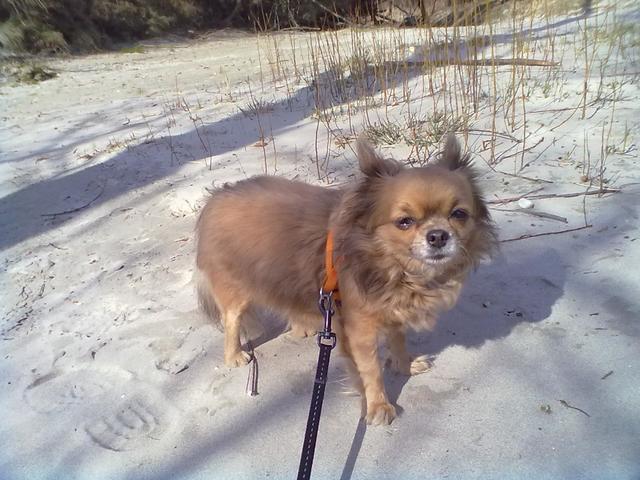 Hunde-Dame Maja am Sandstrand in Orth/Donau | Foto: G. &amp; R. Wiesinger