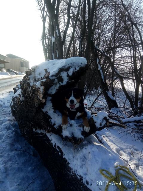 Lilly versteckt sich in einem Baum | Foto: Lucia Prenner