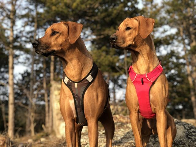 Amina beim Spazierengehen | Foto: Michael Heintschel