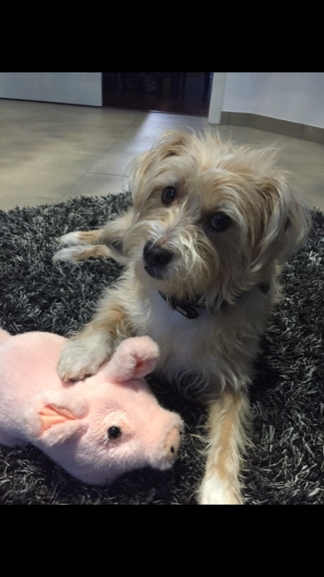 Toffee mit ihrem Stofftier-Schweinchen | Foto: Samara Hausberger