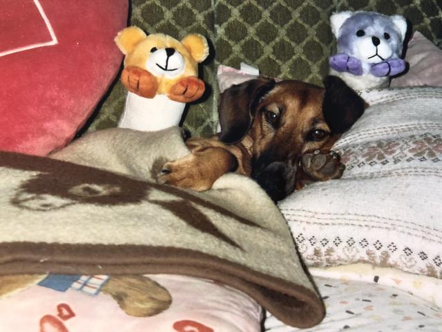 Susi beim Kuscheln unter der Decke | Foto: Gilbert Stoffela