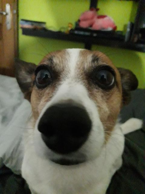 Buddy in Nahaufnahme | Foto: Christa Engel