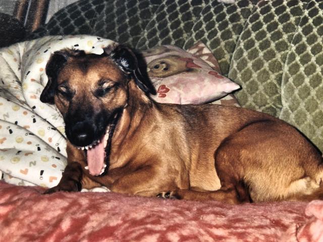 Die Dackel-Dame Susi ganz erschöpft | Foto: Gilbert Stoffela