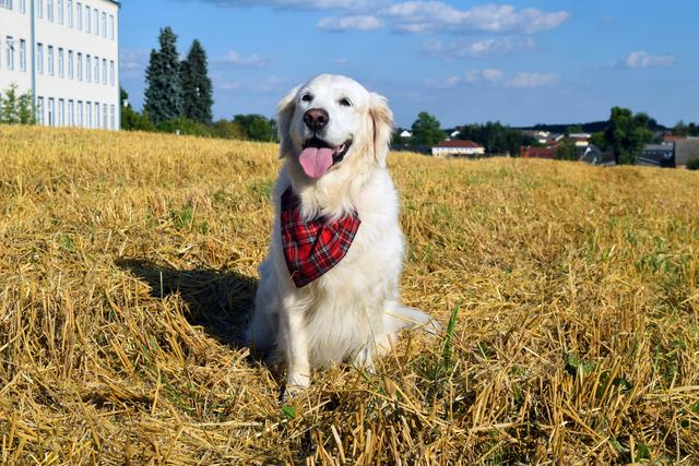 Hunde-Dame Jacky  | Foto: Katja Witt