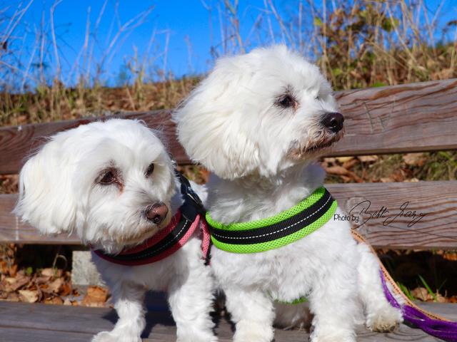 Teddy &amp; Hexi sind ein Herz und eine Seele | Foto: Bettina Zuwach