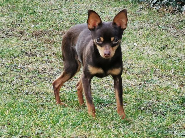 Der Bruder der kleinen Maja - Romeo | Foto: G. &amp; R. Wiesinger