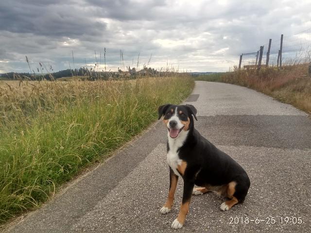 Lilly beim Spazierengehen ganz brav | Foto: Lucia Prenner