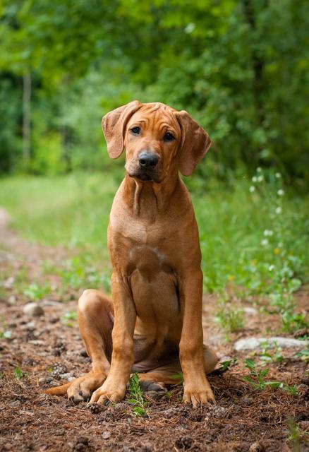 Amina beim Ausruhen von ihrer Ausbildung als Rettungshund | Foto: Michael Heintschel